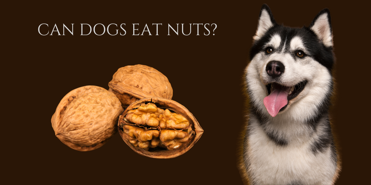 Which nuts 2025 can dogs eat